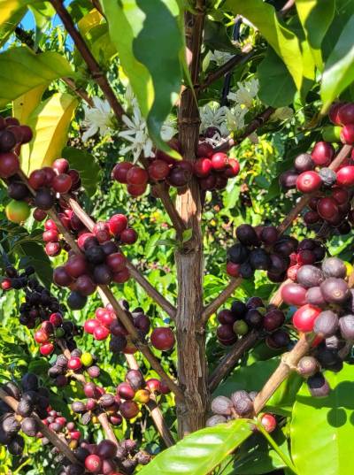Fazenda Rio Verde: una storia di famiglia e innovazione