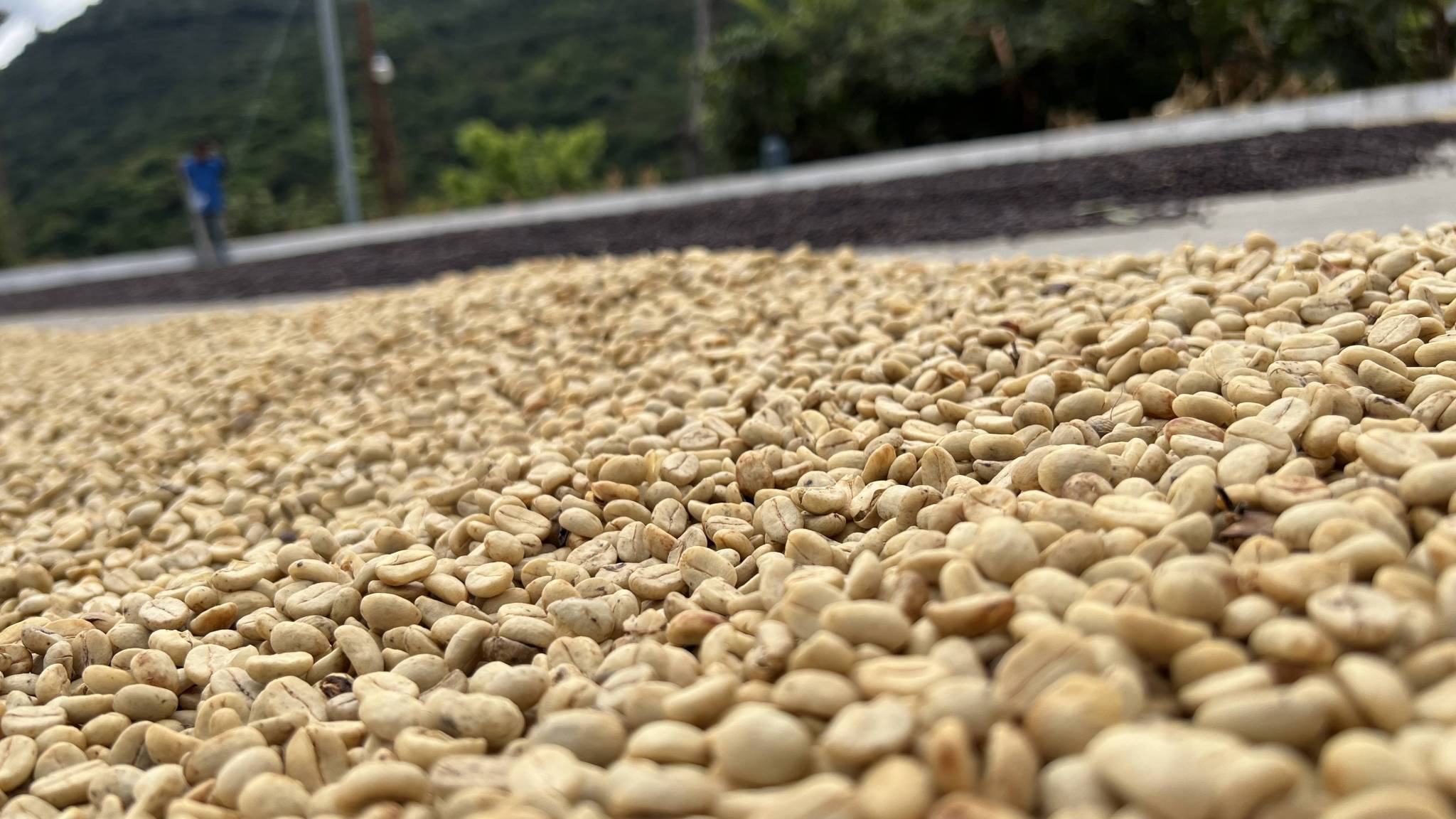 Come nasce questo caffè