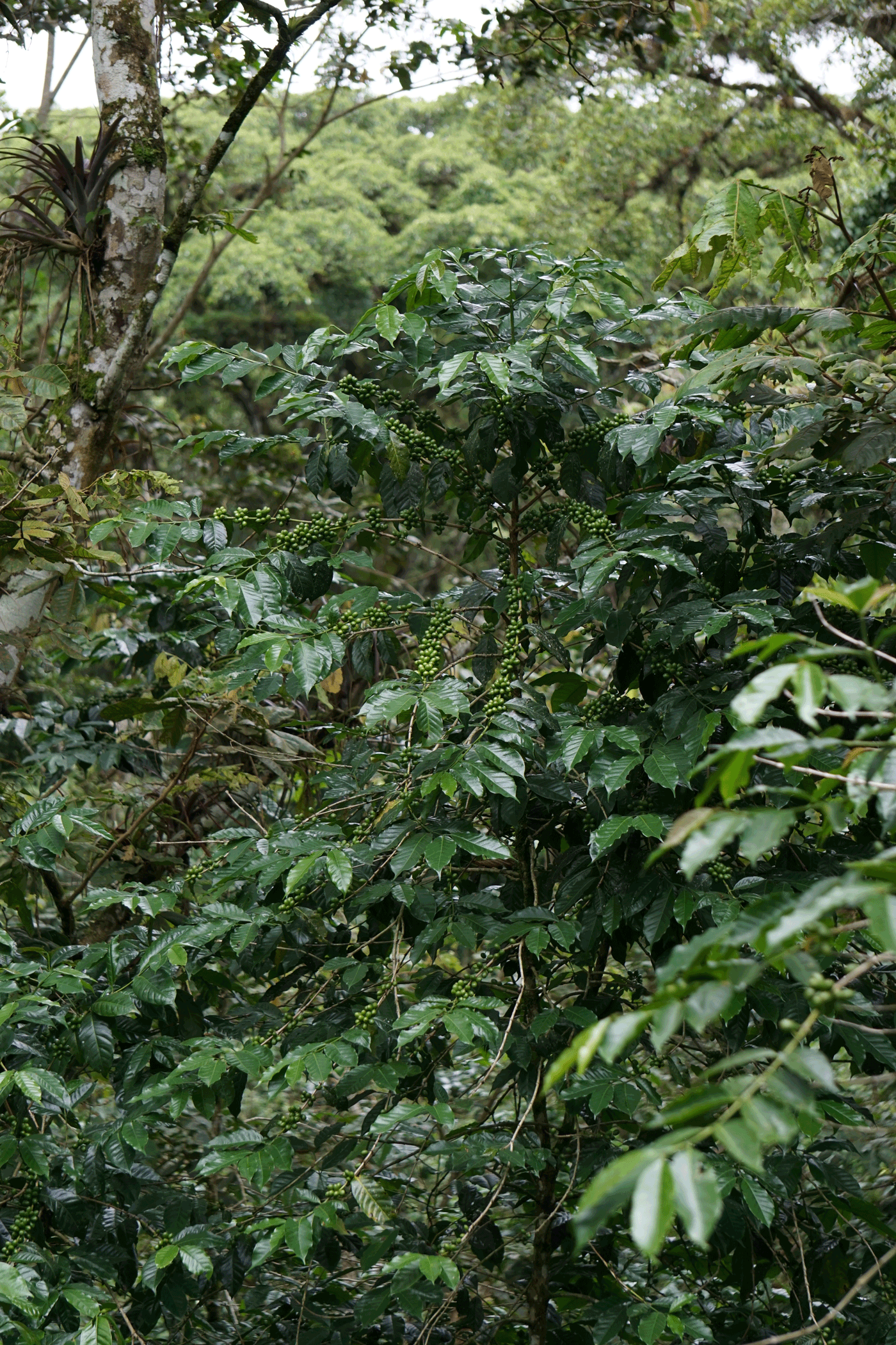 Dalle comunità Maya a noi