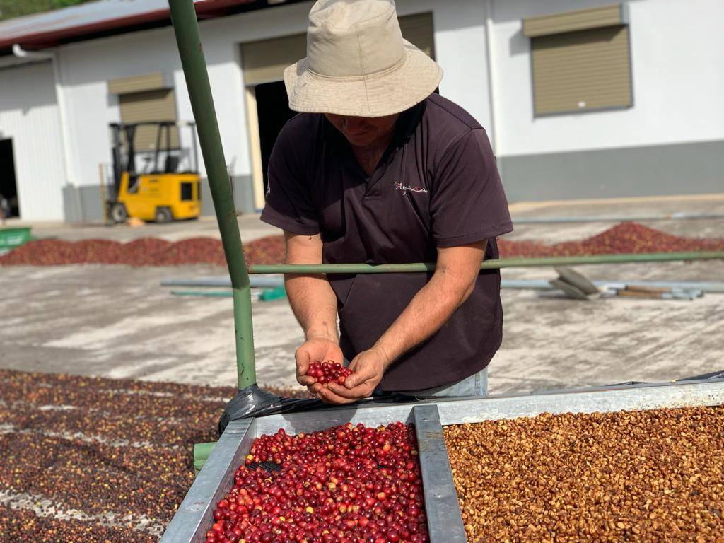 Come nasce il caffè che abbiamo selezionato?