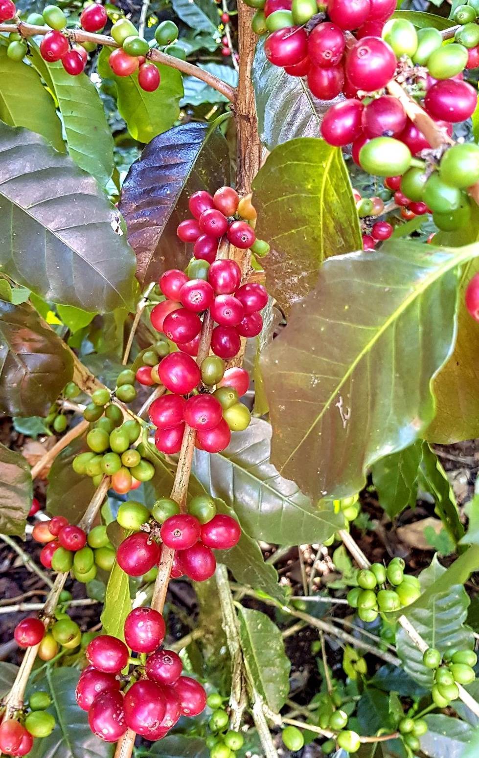 Dove nasce il caffè che abbiamo selezionato?
