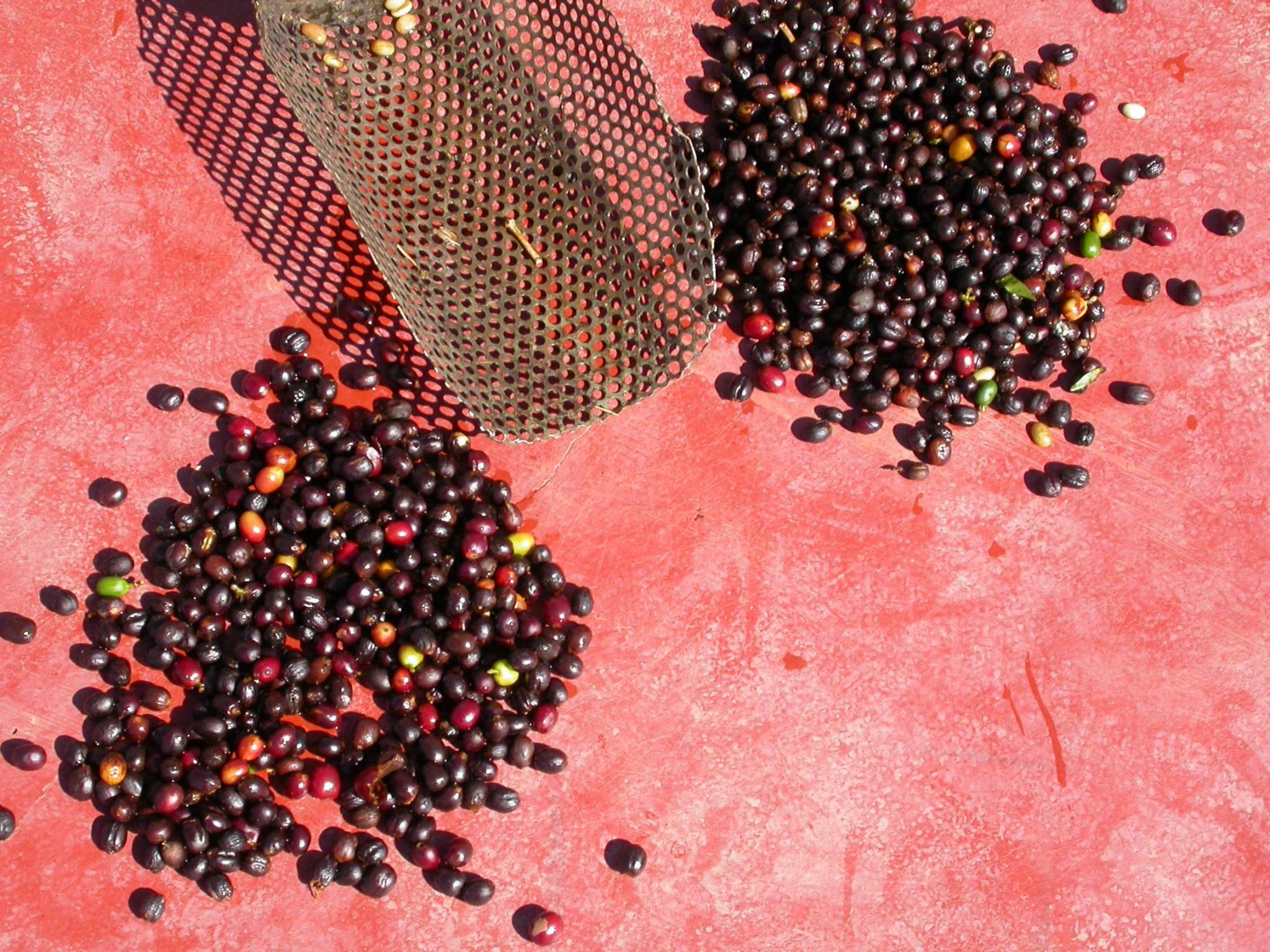 Come viene prodotto questo caffè?