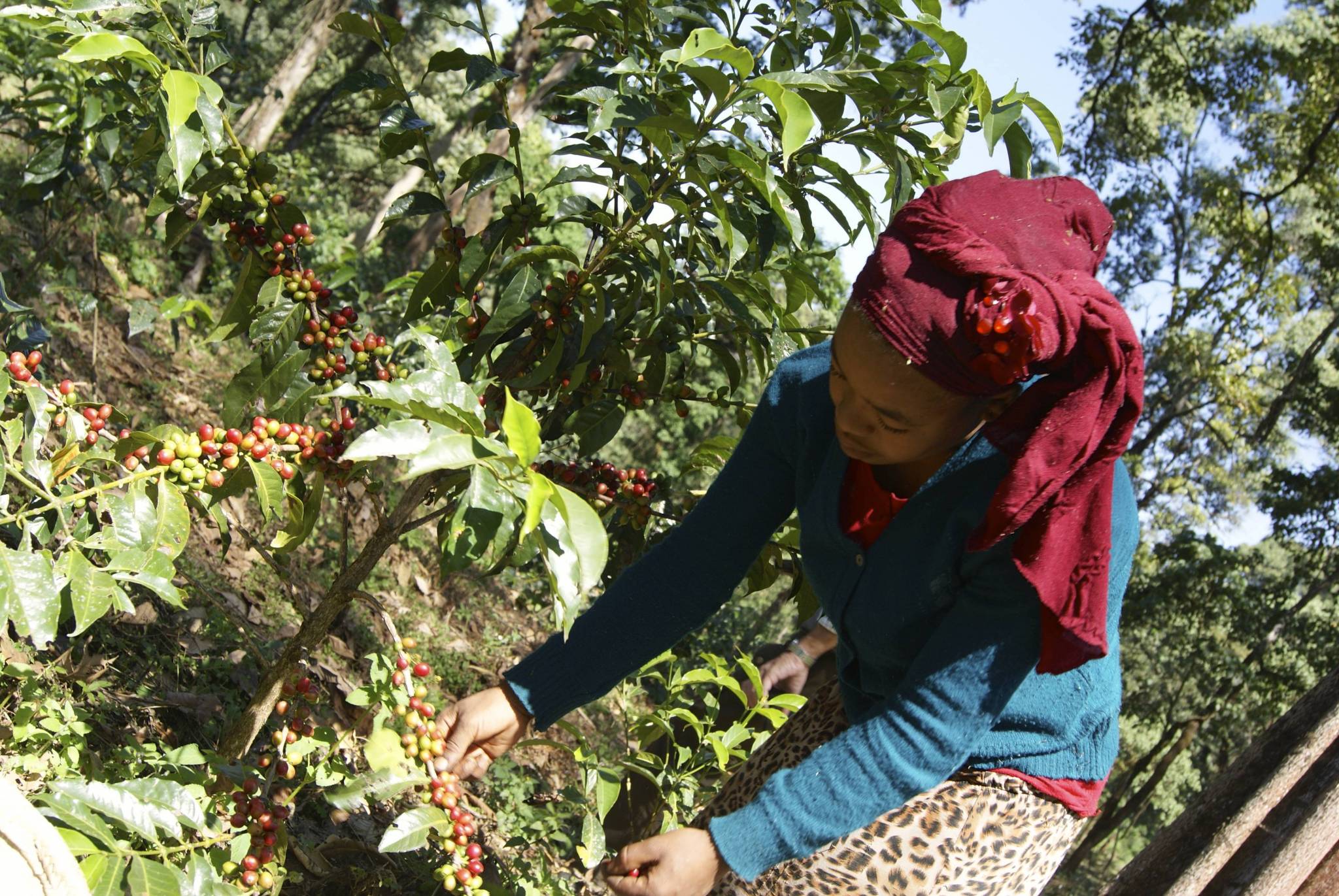 Terra Natale dell’Arabica e Coffee Garden