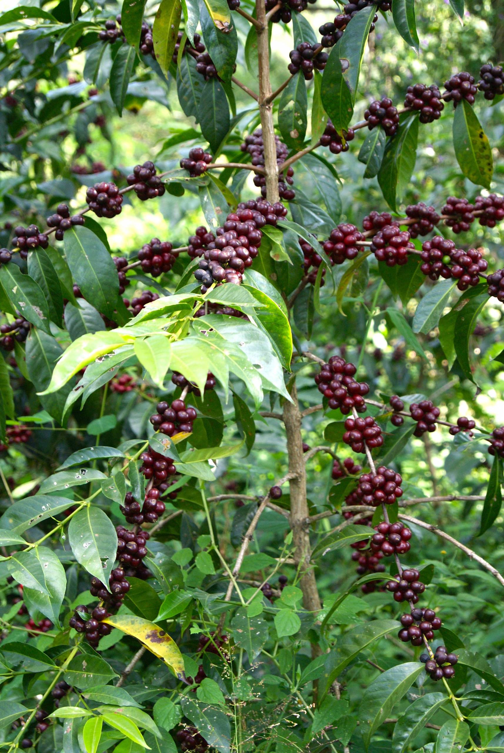 Dove nasce il caffè che abbiamo selezionato?
