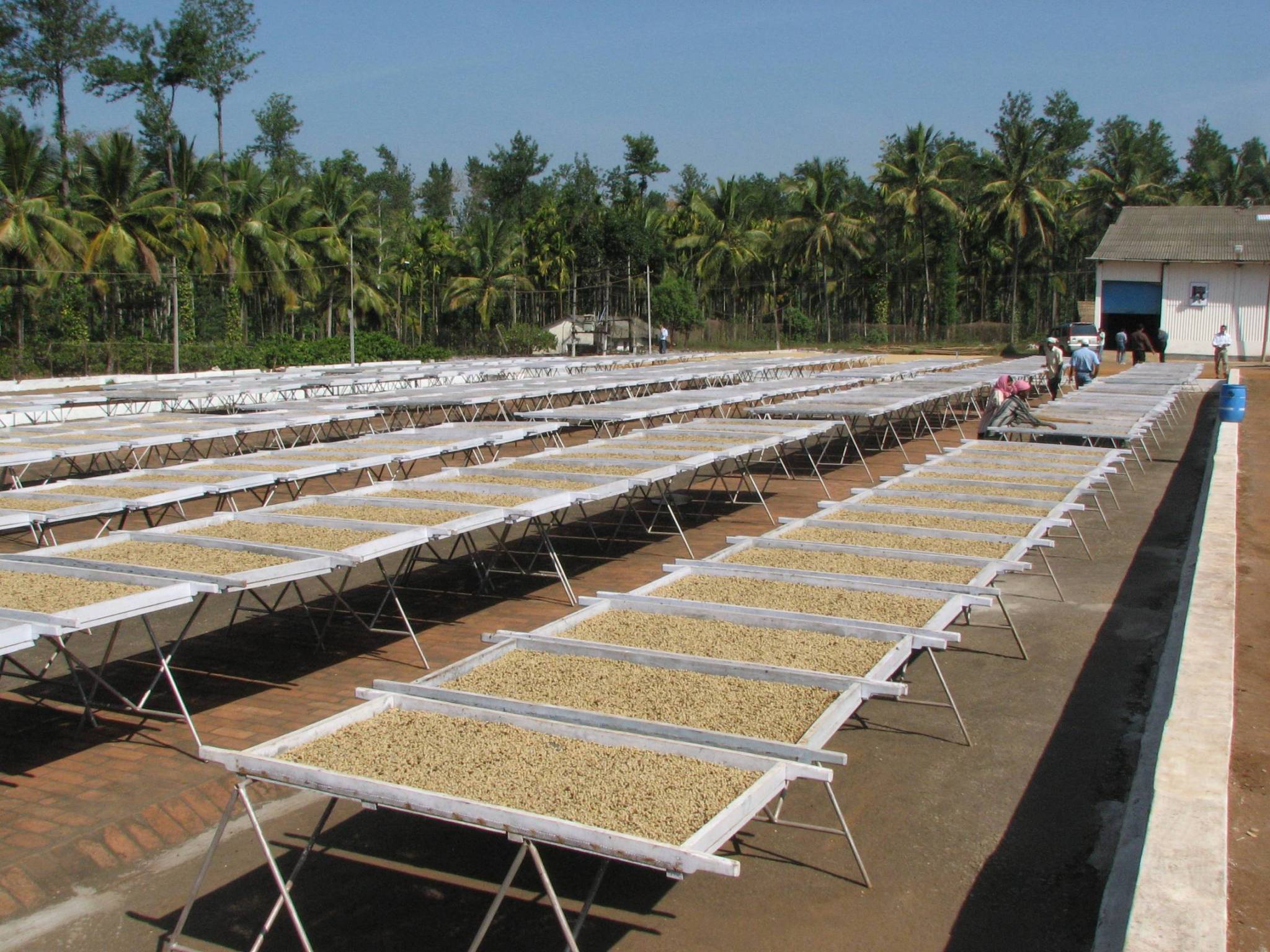 Dove nasce questo caffè: il distretto di Chikmagalur