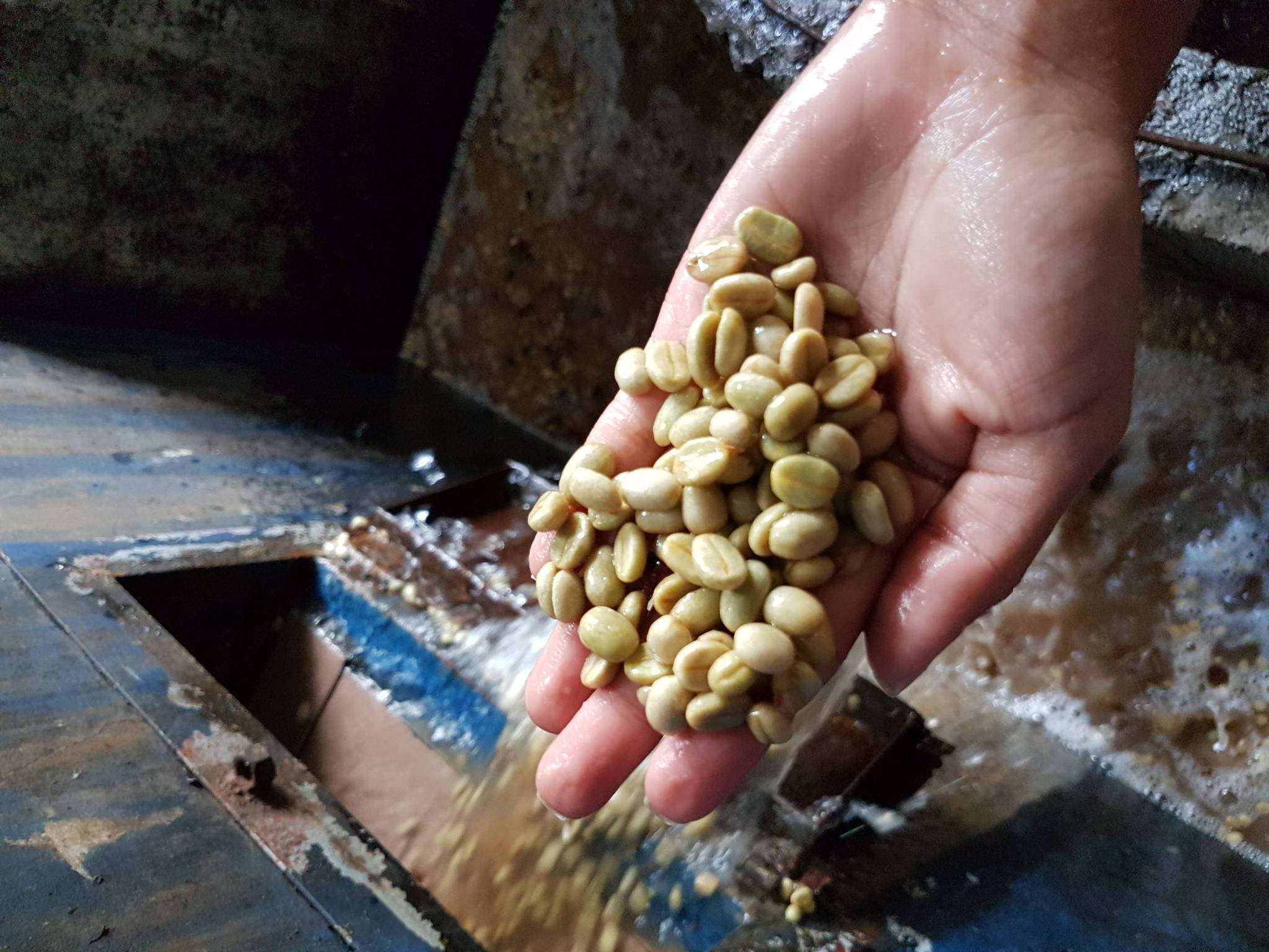 Perché abbiamo selezionato questo caffè?