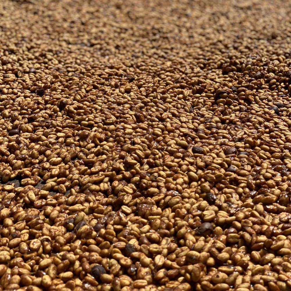 Come nasce il caffè che abbiamo selezionato?